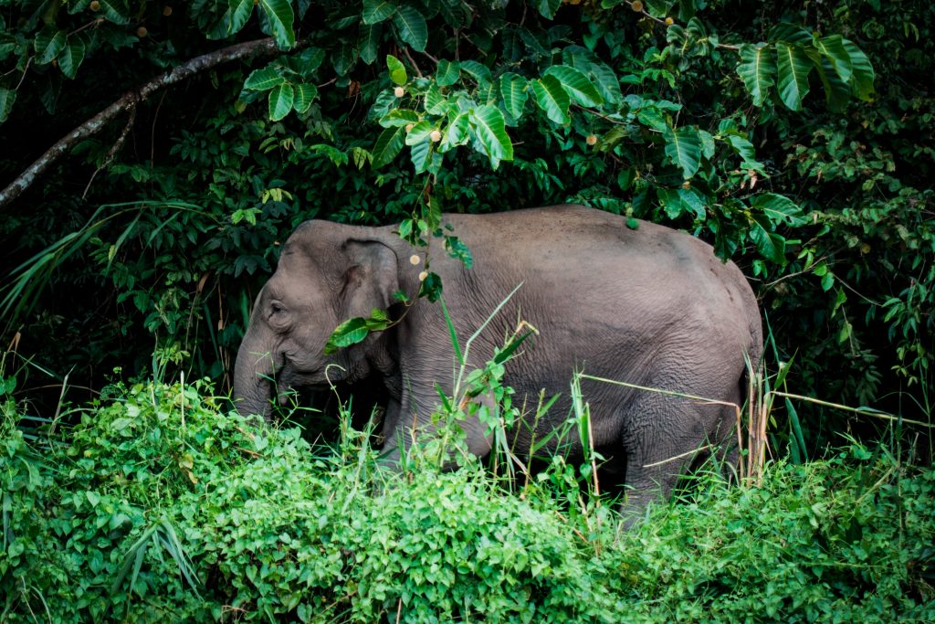 found pygmy elephant by the kinabatangan river