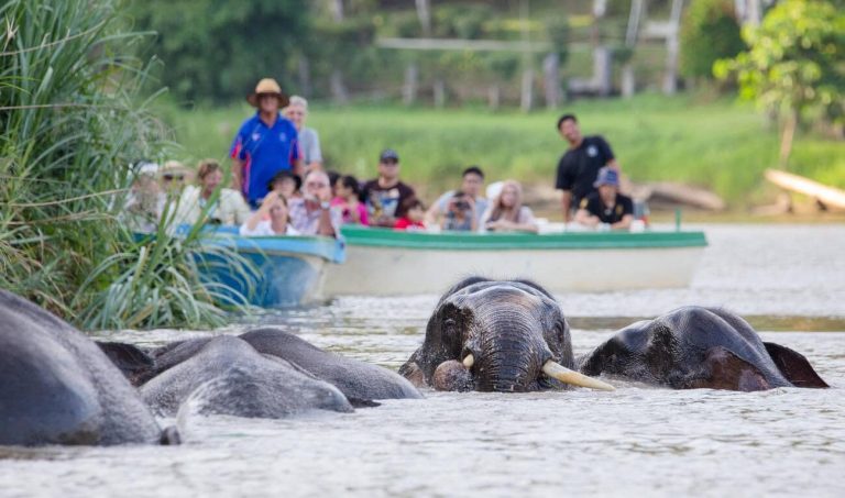 Tourists watching wild Bornean Pygmy Elephants from boats on the Kinabatangan River