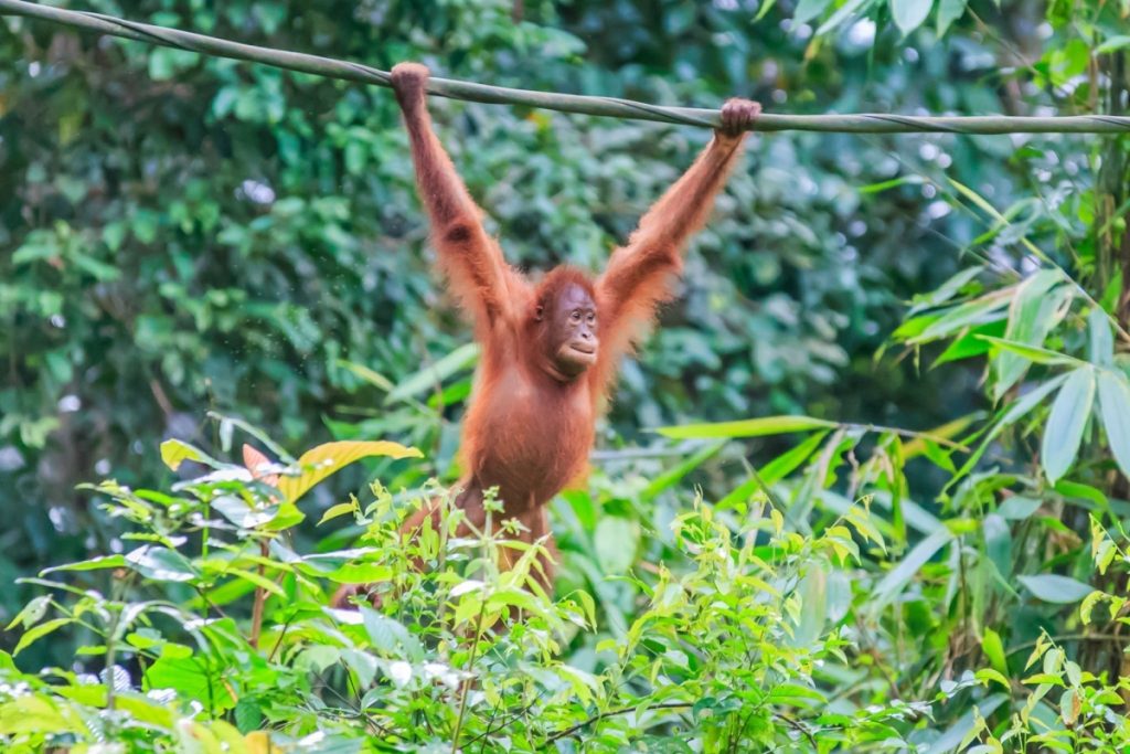 an Orangutan swinging on a rope
