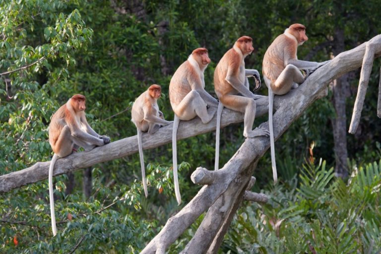a group of proboscis monkey on tree branch