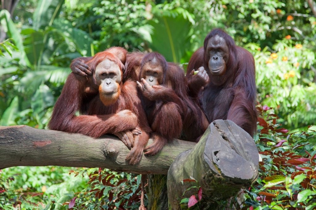 a group of Orangutan sitting on the wood log. This image for the image of Orangutan Centre and Sandakan City Tour