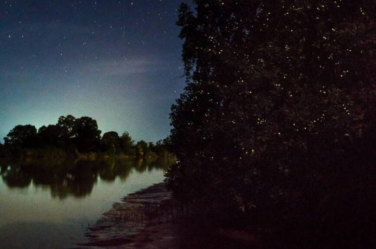 a photo of fireflies along kinabatangan river