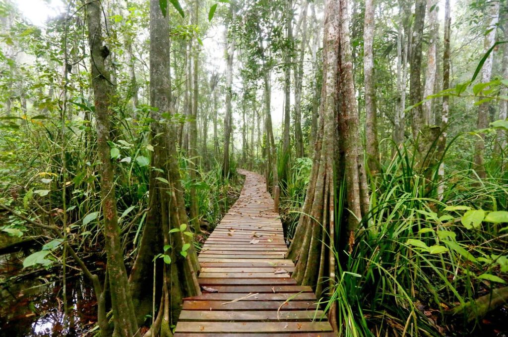 a wooden bridge inside kinabatangan river jungle