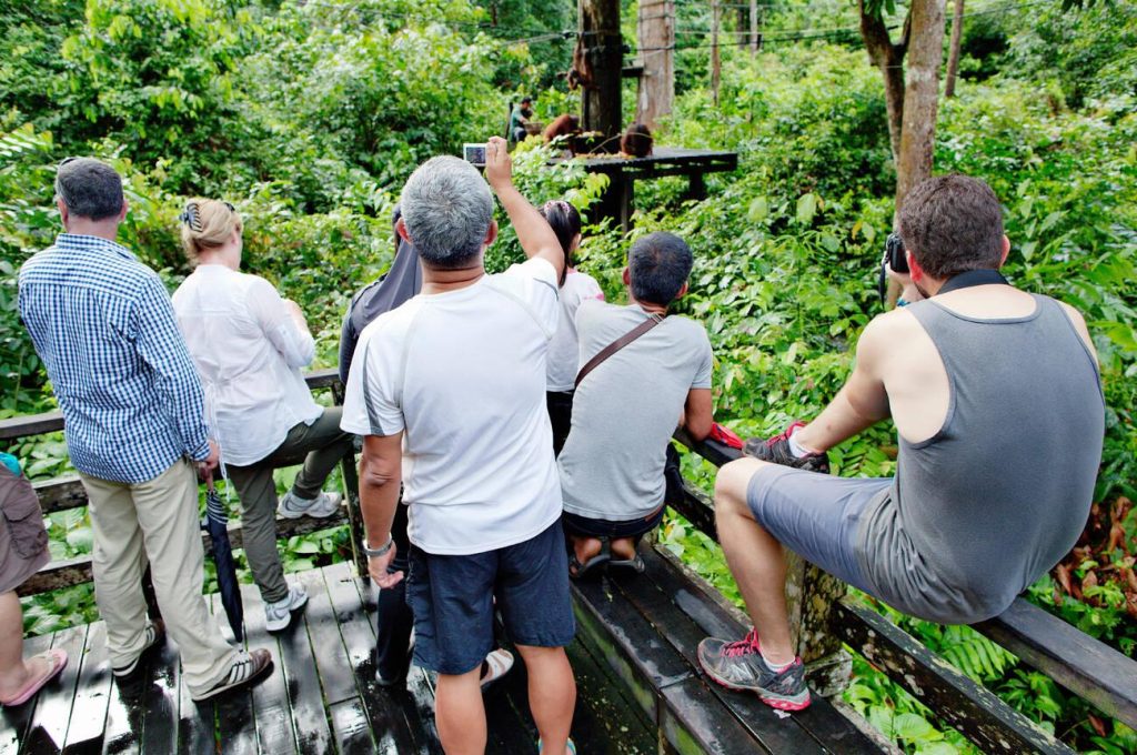 Tourist group watching an orangutan at Sepilok Orangutan Rehabilitation Centre
